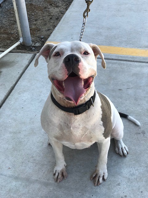 Blanca, a rescued dog