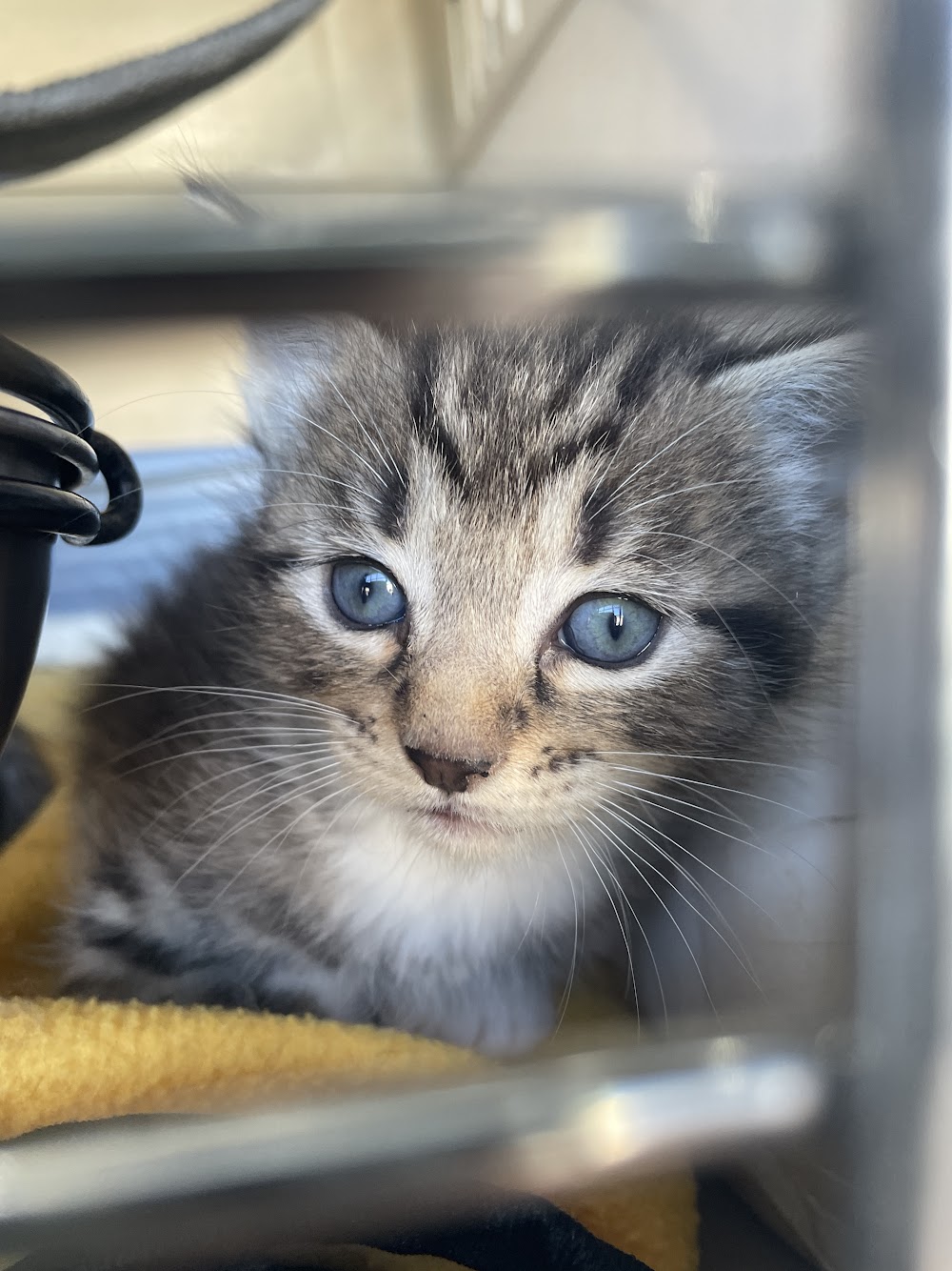 A rescued kitten