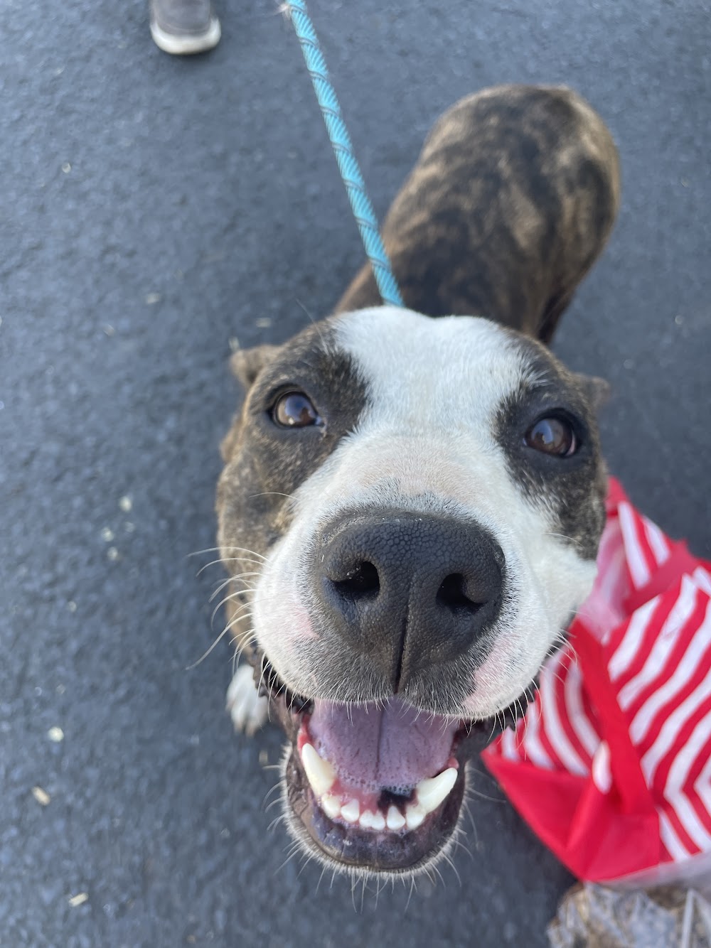 A happy pit bull mix rescued by Furry Freight